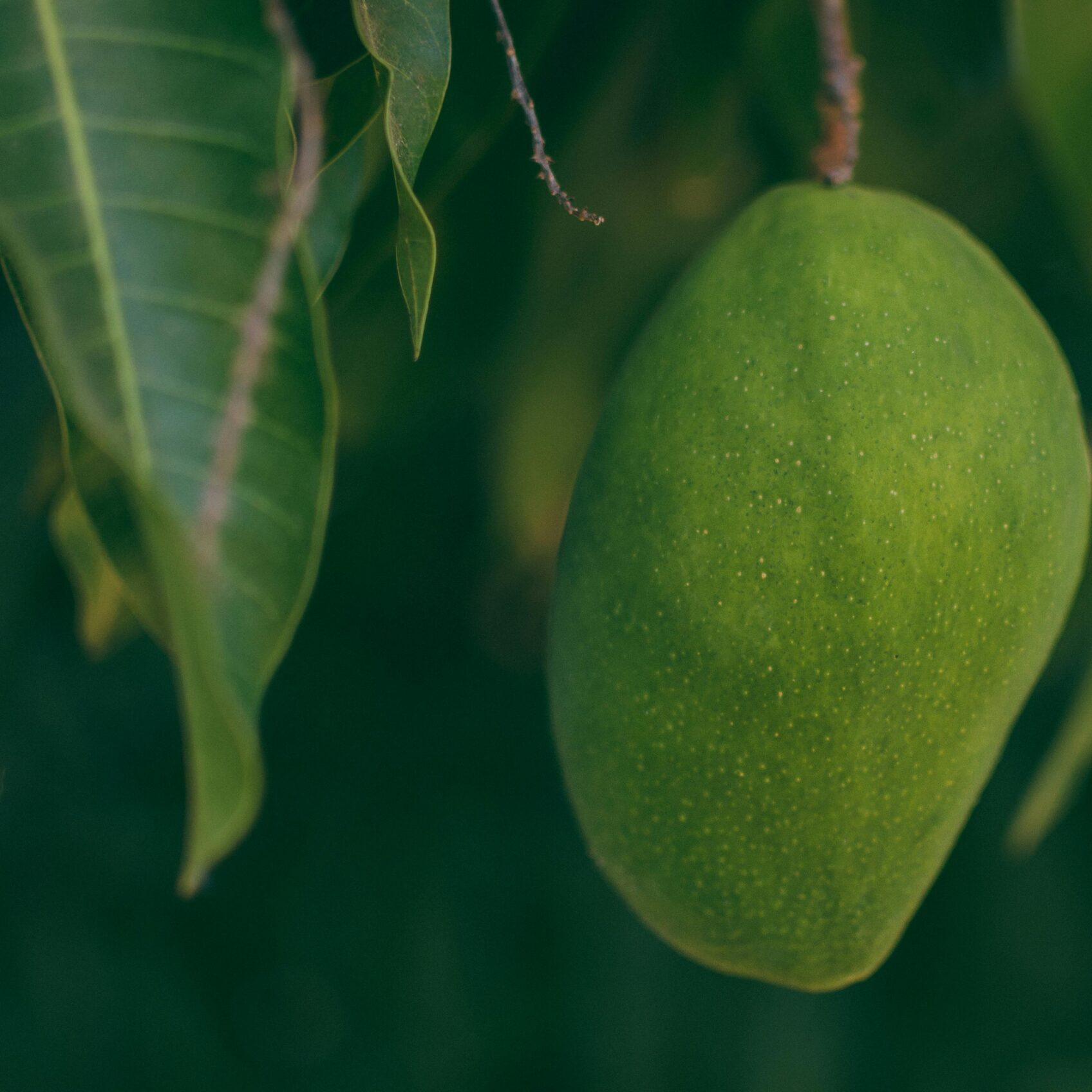 pexels-messalaciulla-2935021